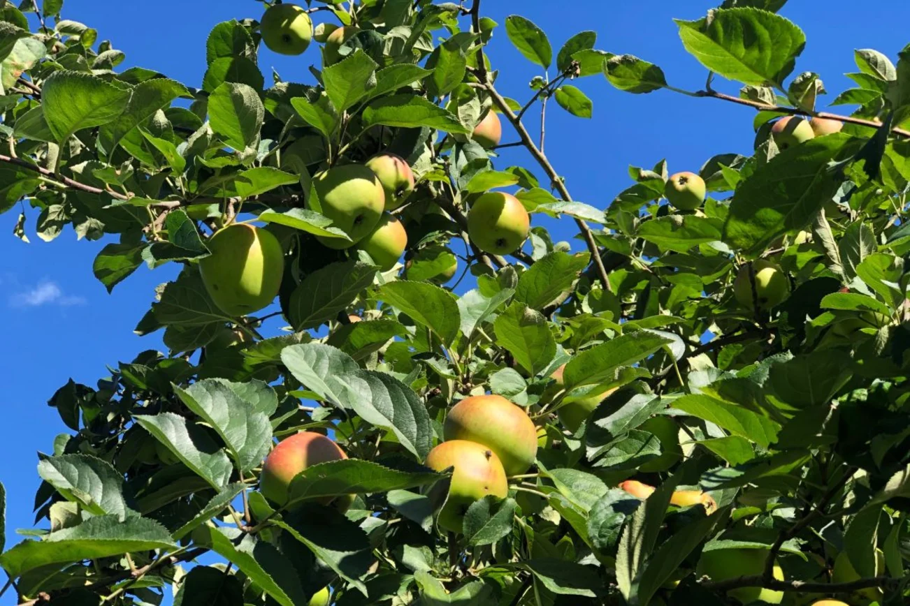 Äpfel am Baum vor blauem Himmel