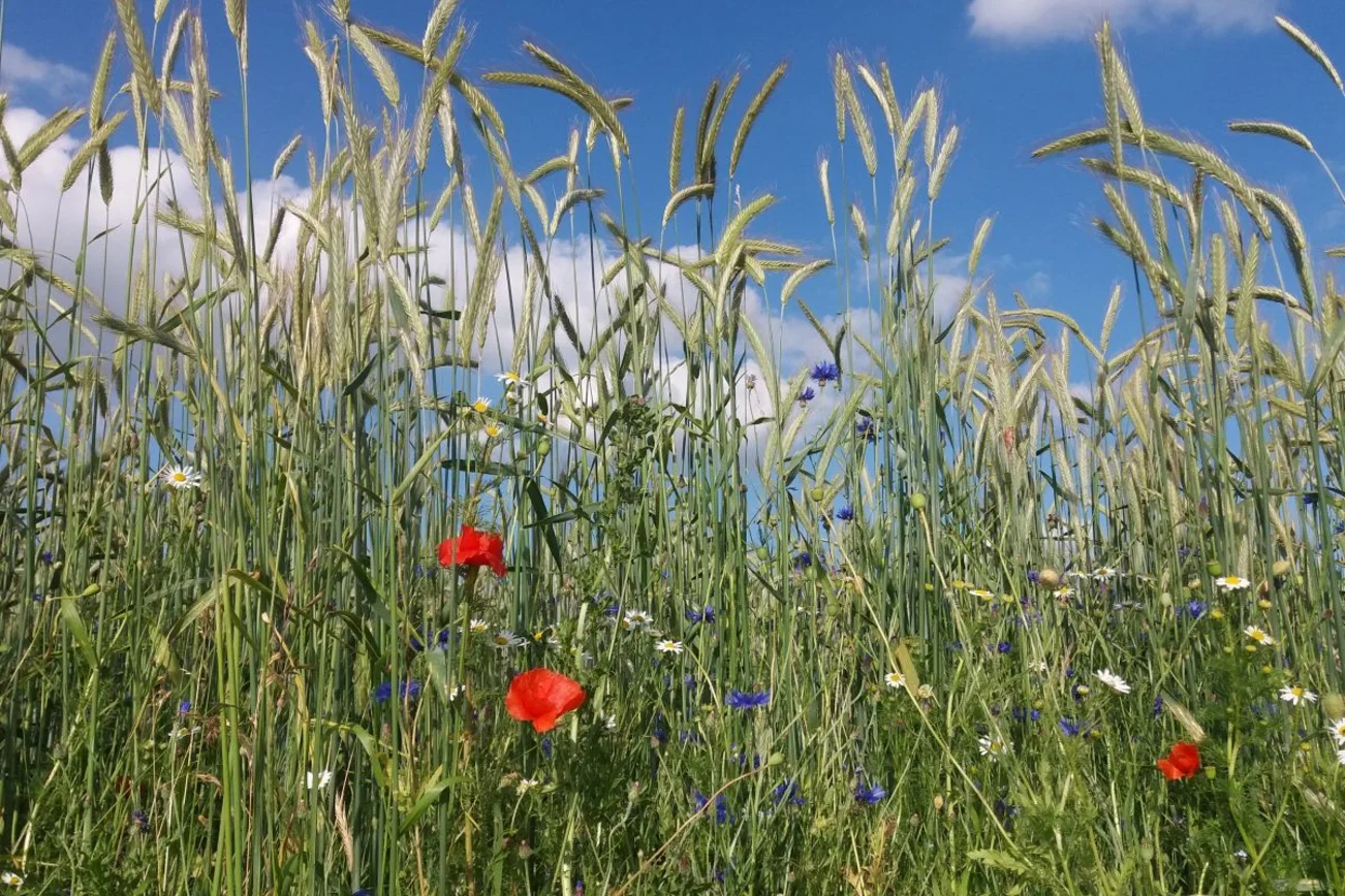 blaue Kornblumen, roter Mohn und weiße Margeriten vor einem Roggenfeld unter blauem Sommer-Himmel
