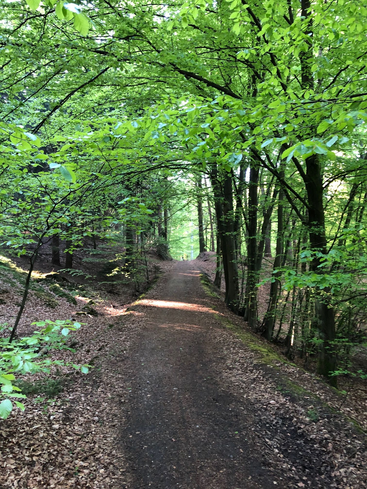 Ein Waldweg unter frischen Maigrünen Bäumen